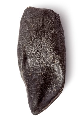 Camarasaurus sp. tooth
