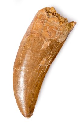 Carcharodontosaurus saharicus tooth