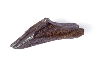 Edmontosaurus sp. tooth