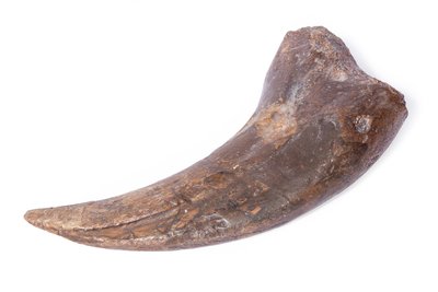 Alxasaurus sp. claw