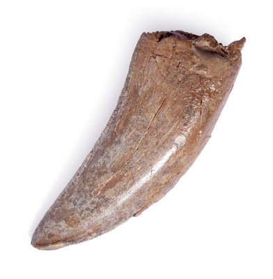 Albertosaurus sp. tooth