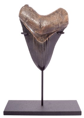 Collector quality megalodon tooth 12,8 cm (5.04 