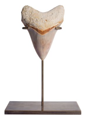 Museum quality megalodon tooth 10,8 cm (4.25
