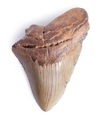 Megalodon tooth 13,5 cm (5.31