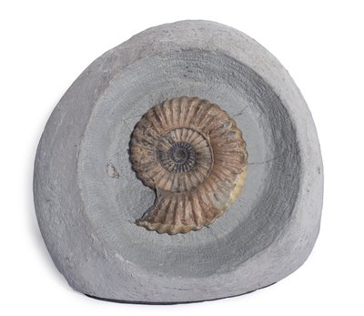 Ammonite Androgynoceras lataecosta