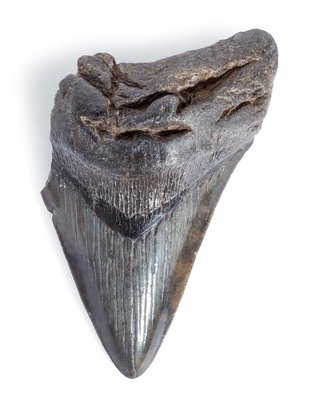 Megalodon tooth 11,7 cm (4.61