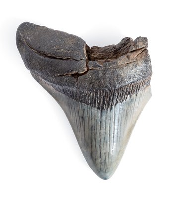 Megalodon tooth 10,5 cm (4.13
