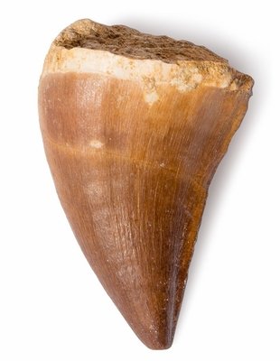 Mosasaurus tooth