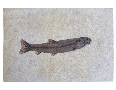 Fish Notogoneus osculus 