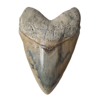 Museum quality megalodon tooth 16 cm (6.29