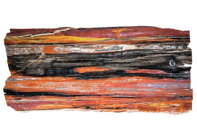 Petrified wood slice