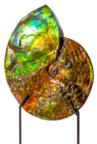 Ammolite Ammonite Placenticeras costatum