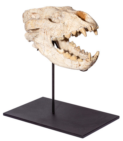 Adcrocuta skull