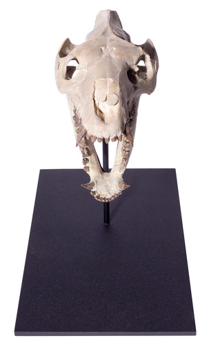 Agriochoerus skull