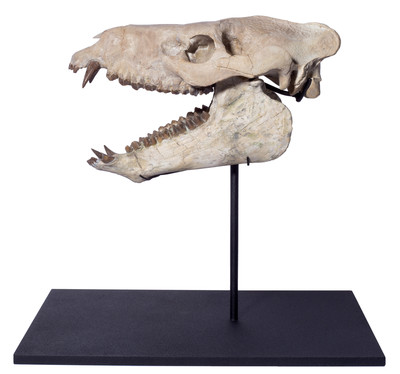 Agriochoerus skull