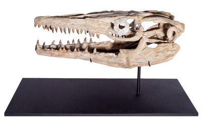 Halisaurus sp. skull