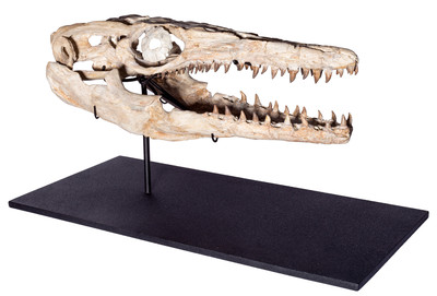 Halisaurus sp. skull