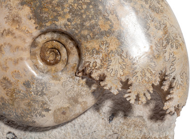 Ammonite Euhoploceras (sonninia) modestum