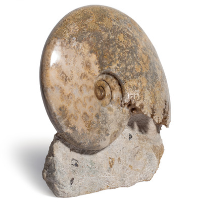 Ammonite Euhoploceras (sonninia) modestum