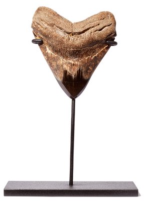 Megalodon tooth 11 cm (4.33