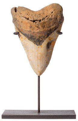 Megalodon tooth 14,5 cm (5.71 