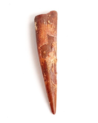 Pterosaur tooth Siroccopteryx marocensis