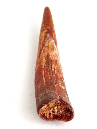 Pterosaur tooth Siroccopteryx marocensis