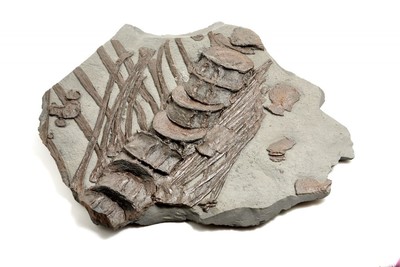 Ichthyosaurs ribs and spine