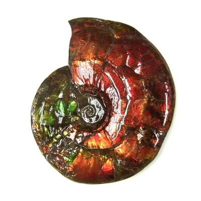 Ammolite ammonite Placenticeras costatum