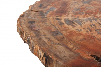 Petrified wood slice