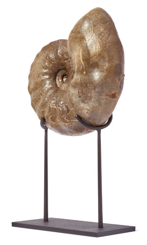Ammonite Ceratites sp. 
