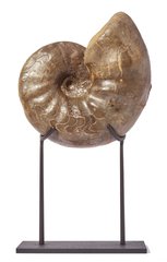 Ammonite Ceratites sp. 