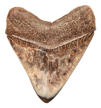 Megalodon tooth 11 cm (4.33