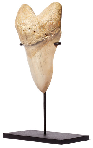 Museum quality megalodon tooth 16,2 cm (6.38 