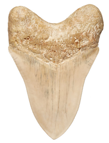Museum quality megalodon tooth 16,2 cm (6.38 