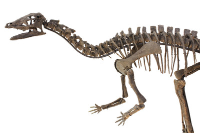 Dryosaurus sp. skeleton