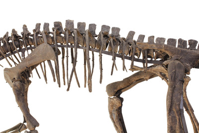 Dryosaurus sp. skeleton