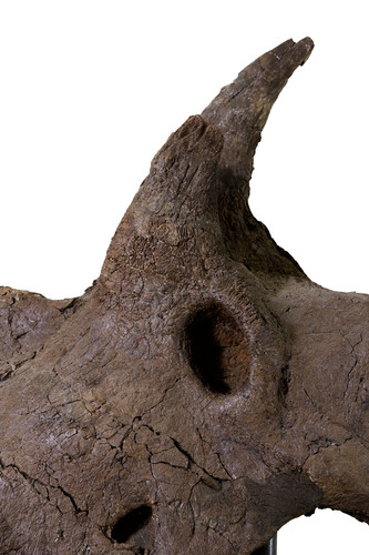 Triceratops prorsus skull