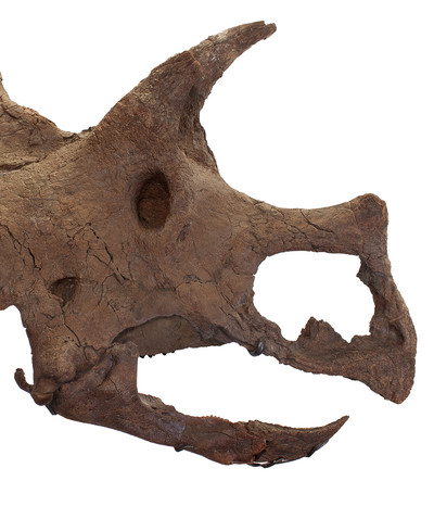 Triceratops prorsus skull