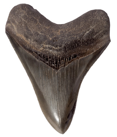 Museum quality megalodon tooth 10,8 cm (4.25 