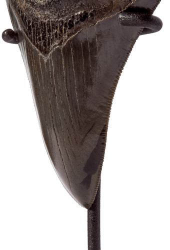 Museum quality megalodon tooth 10,8 cm (4.25 