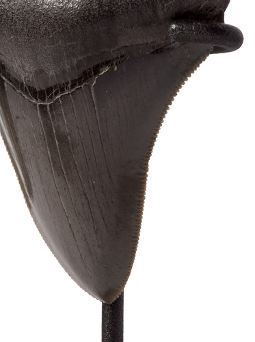 Collector quality megalodon tooth 9,2 cm (3.62 