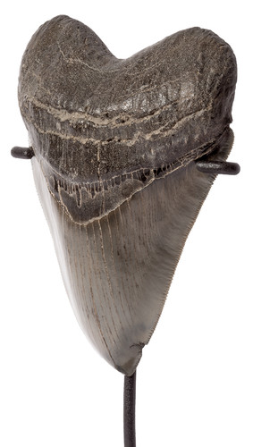 Collector quality megalodon tooth 12,5 cm (4.92 