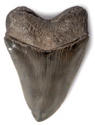 Collector quality megalodon tooth 12,5 cm (4.92 