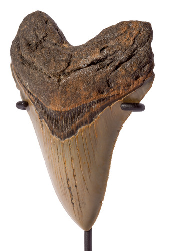 Megalodon tooth 11,4 cm (4.49 