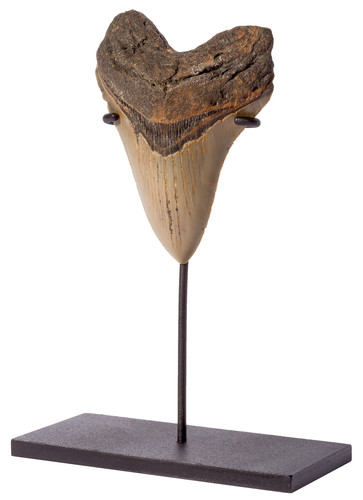 Megalodon tooth 11,4 cm (4.49 