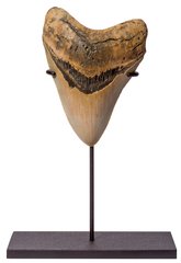 Megalodon tooth 12,5 cm (4.57 
