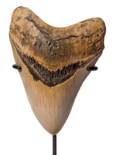 Megalodon tooth 12,5 cm (4.57 