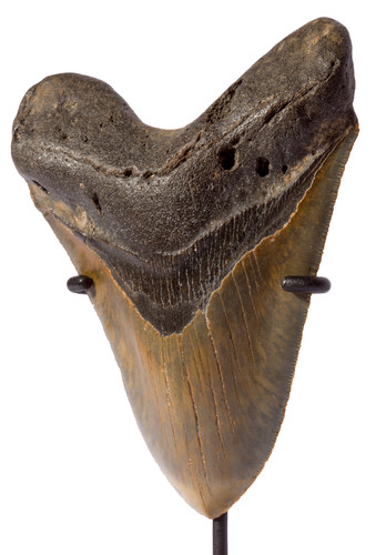Megalodon tooth 13 cm (5.12 