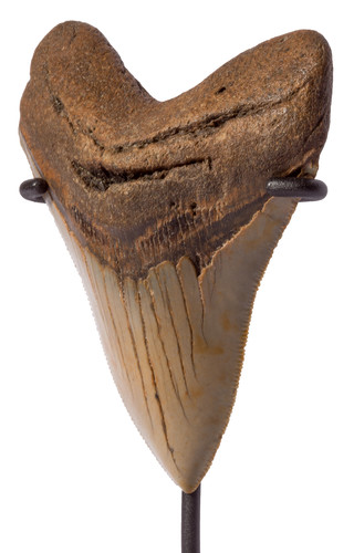 Megalodon tooth 10,6 cm (4.17 